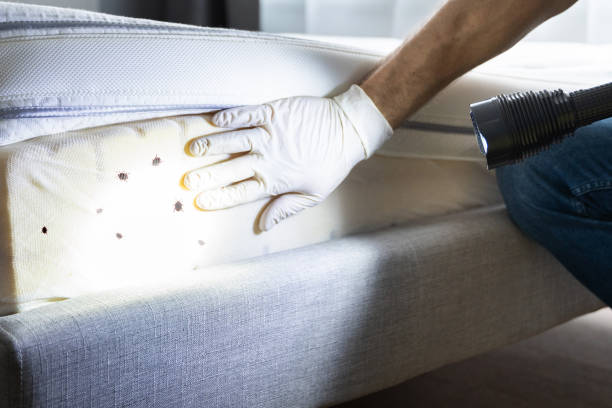 Best Ant Control Services  in Pond Creek, OK